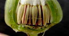 Fruiting Head